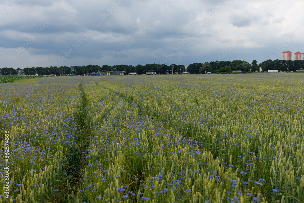 Fototapeta premium cornflower field and dark clouds