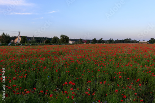 poppy field in Ukraine
