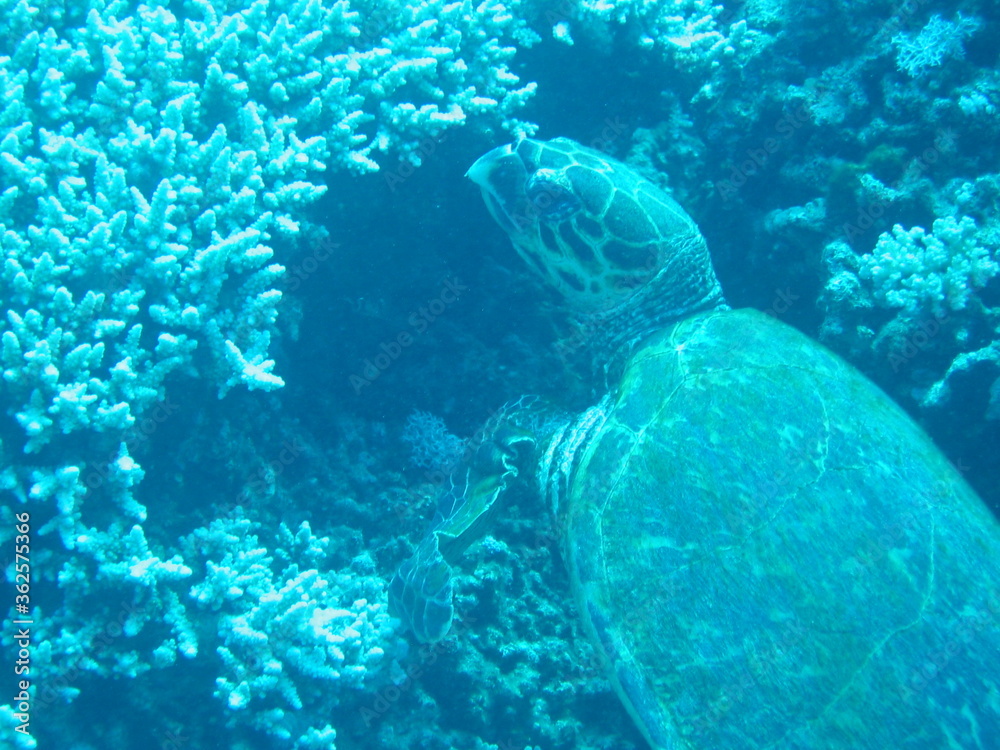 Obraz premium Unterwasserwelt