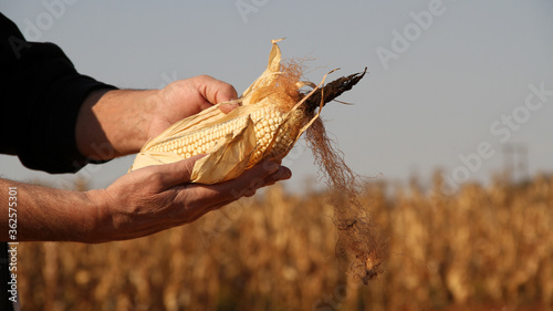 Dry white maize-cob. Corn is ready for harvest about 20 days after the silk first appears. At harvest time, the silk turns brown, but the husks are still green. Each stalk should