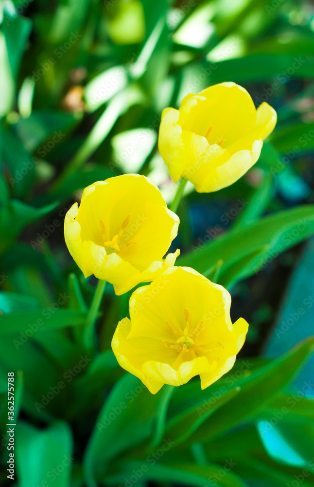 yellow flowers in the garden yellow flowers in the garden