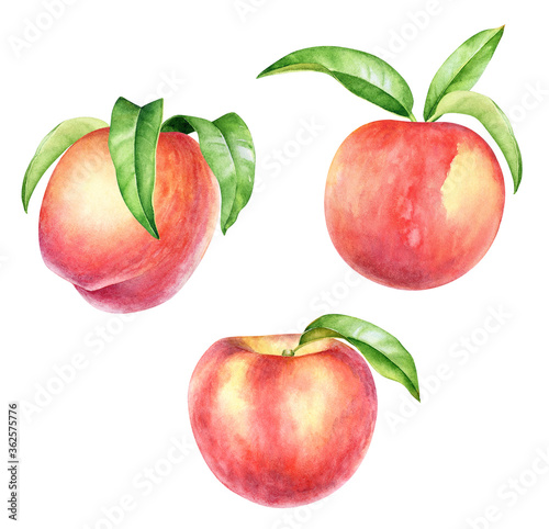 Collection of watercolor peach fruits with green leaves