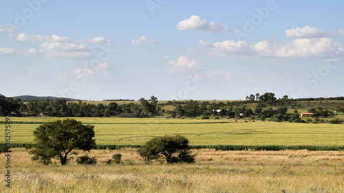 Green maize on a farm in the North west. Grain farming is done on a large scale in the North West of South Africa