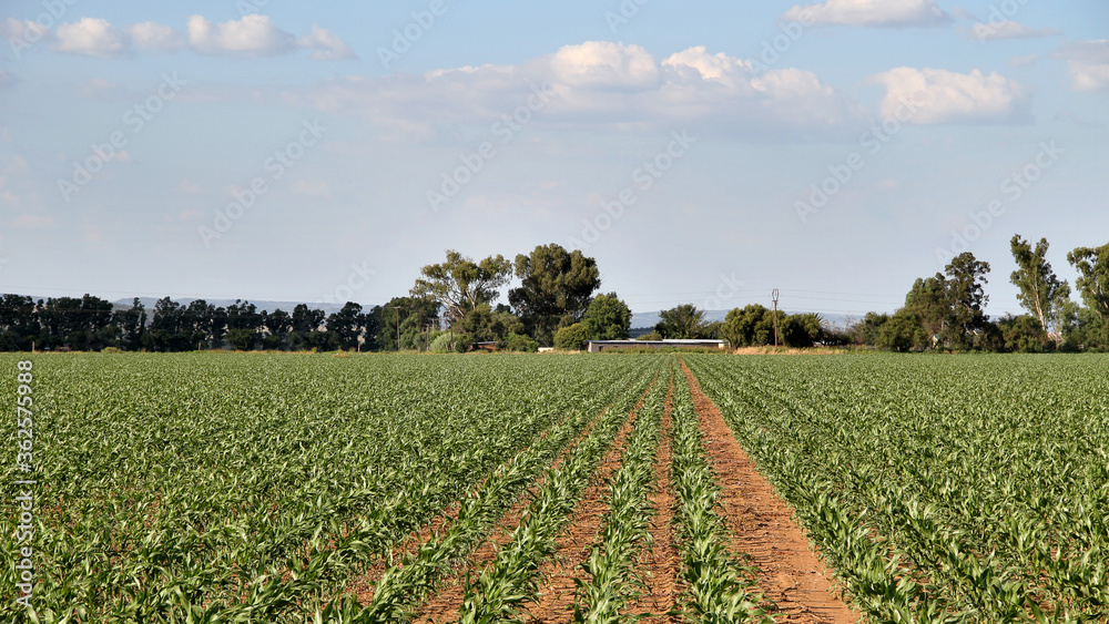 Green maize on a farm in the North west. Grain farming is done on a large scale in the North West of South Africa