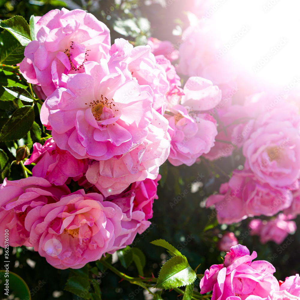 Pink climbing roses in the garden.