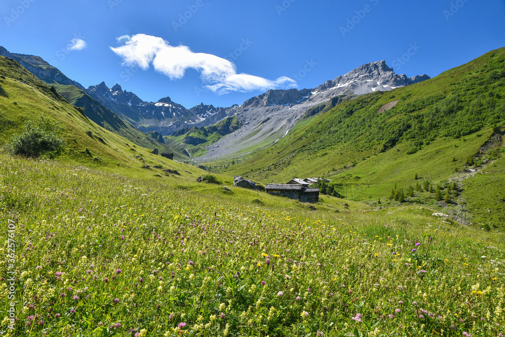 Wildblumenwiese im Gafiental bei St. Antönien, Graubünden Schweiz