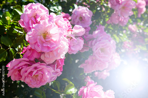 Pink climbing roses in the garden. © Elena Blokhina