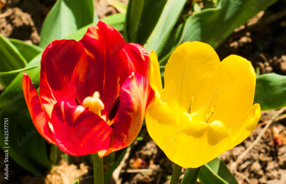 red and yellow tulips red and yellow tulips