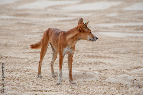 The dingo dog lives on the sandy island of Fraser © Pavel
