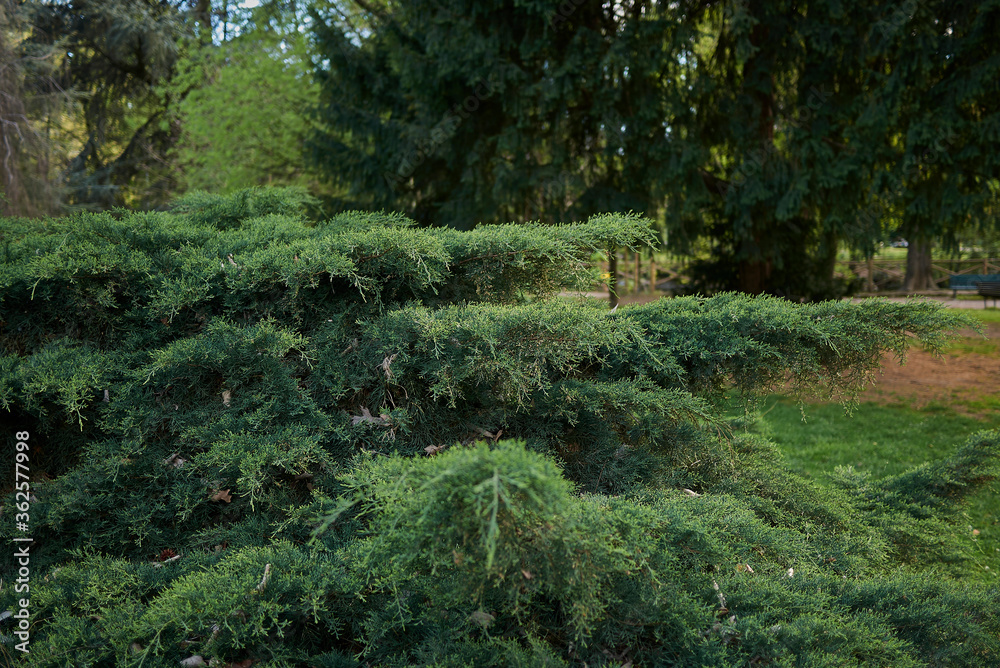 Juniperus virginiana Juniperus virginiana