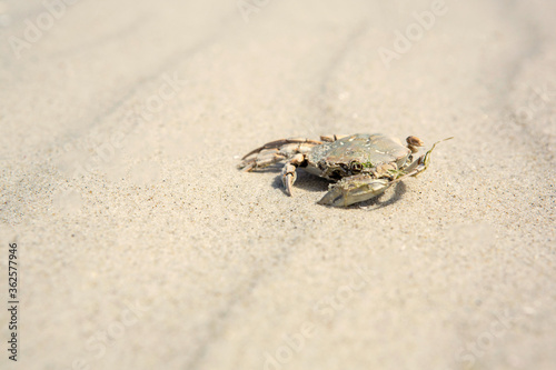 Crab shell or exoskeleton on tidal beach sand