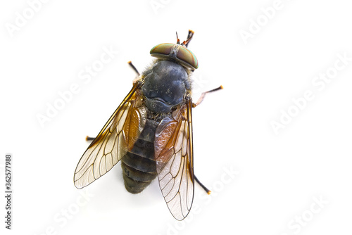 macro shoot of Big gadfly isolated on a white background,