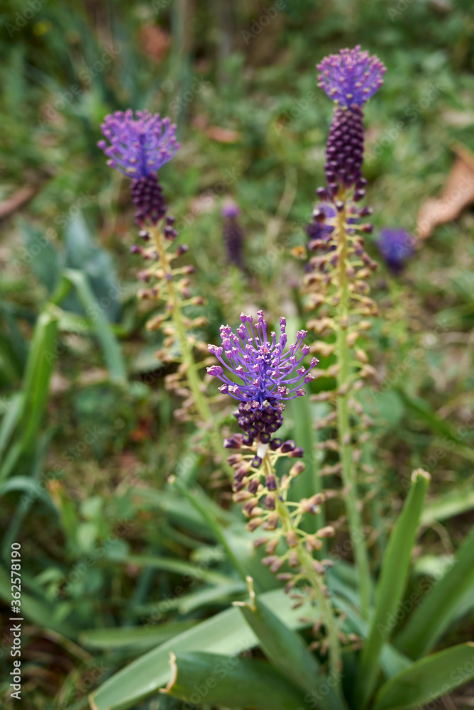 Fototapeta premium Muscari comosum
