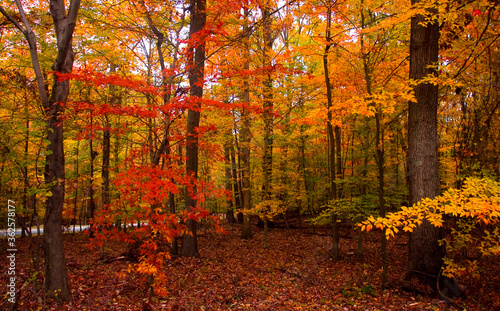 Brilliant colors of the fall season