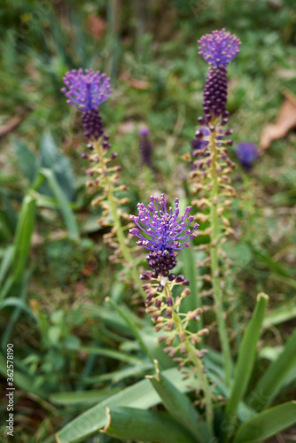 Muscari comosum