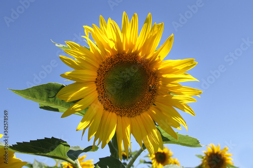 Single yellow sunflower.  South Africa is the world s 10th-largest sunflower producer  cultivating them in Limpopo  Free State  North West Province  Western Province and the Mpumalanga Highlands. 