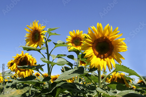 Single yellow sunflower.  South Africa is the world s 10th-largest sunflower producer  cultivating them in Limpopo  Free State  North West Province  Western Province and the Mpumalanga Highlands. 