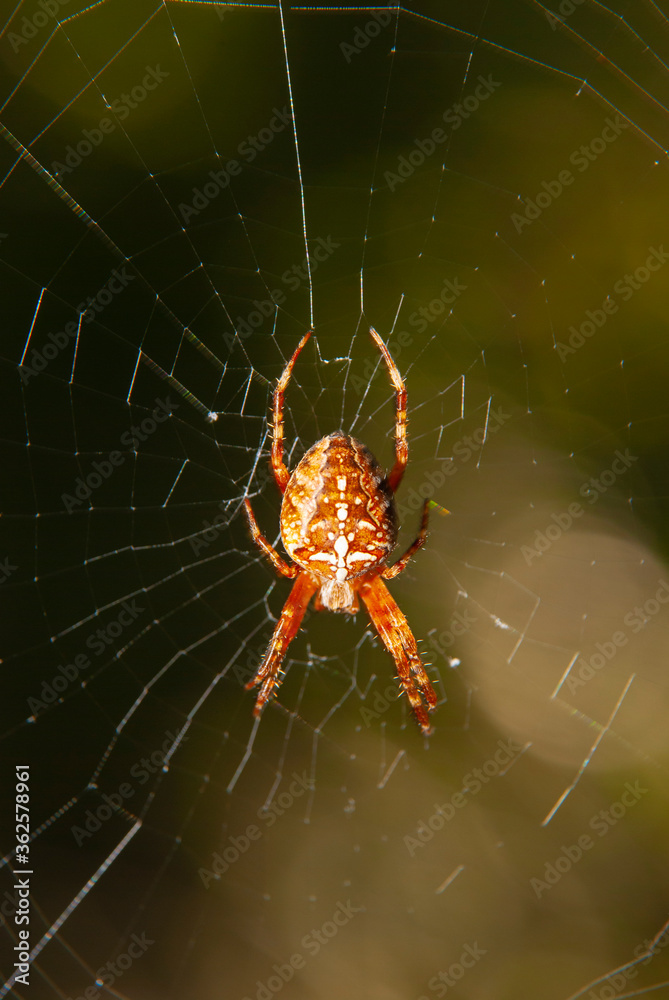 spider on the web spider on the web