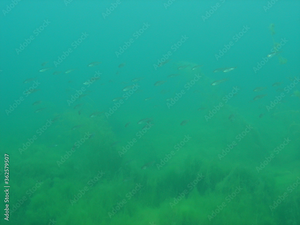 Unterwasserwelt Unterwasserwelt