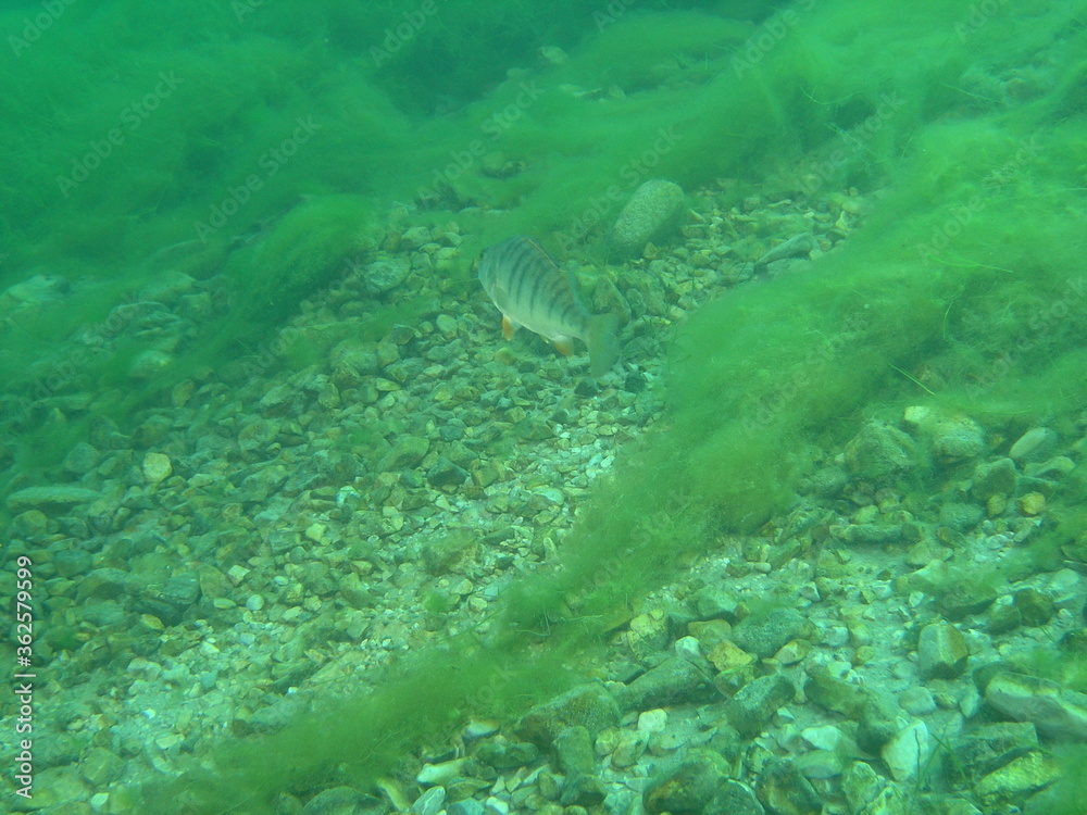 Fototapeta premium Unterwasserwelt