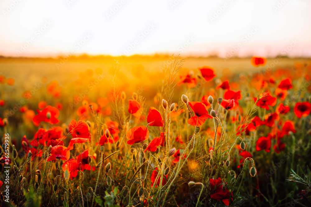Red poppies field at sunset. Soft focus.