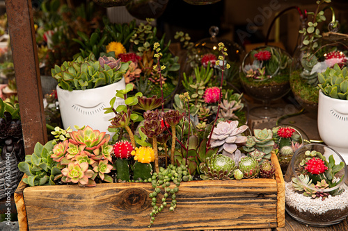 Cactus y plantas crasas en maceteros a la venta.