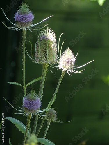 Light purple teasel in nature