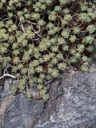 Aichryson tortuosum or crassulaceae macrobia bethencourtianum. photo