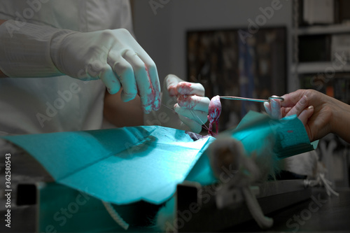 View of the operating field where a vet is castrating a dog in a veterinary clinic. The vet ties the spermatic cord under the testicle with suture photo
