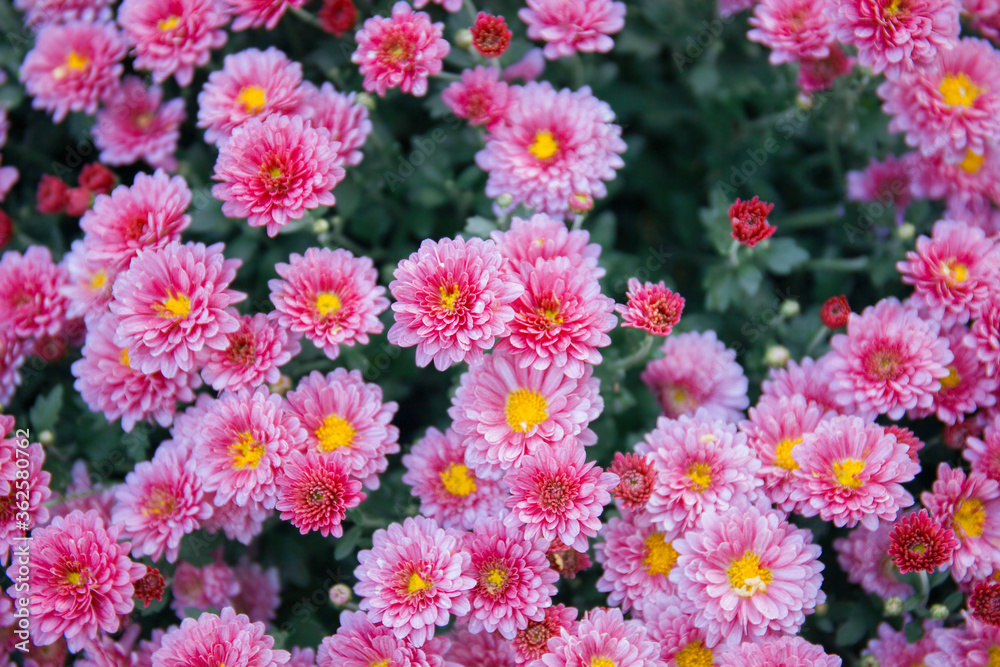 Chrysanthemum flowers in the garden Chrysanthemum flowers in the garden