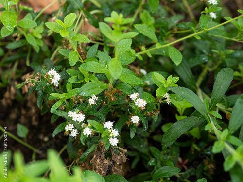 Stevia rebaudiana in family (Asteraceae). Known as candyleaf, sweetleaf or sugarleaf. Used a sweetener.