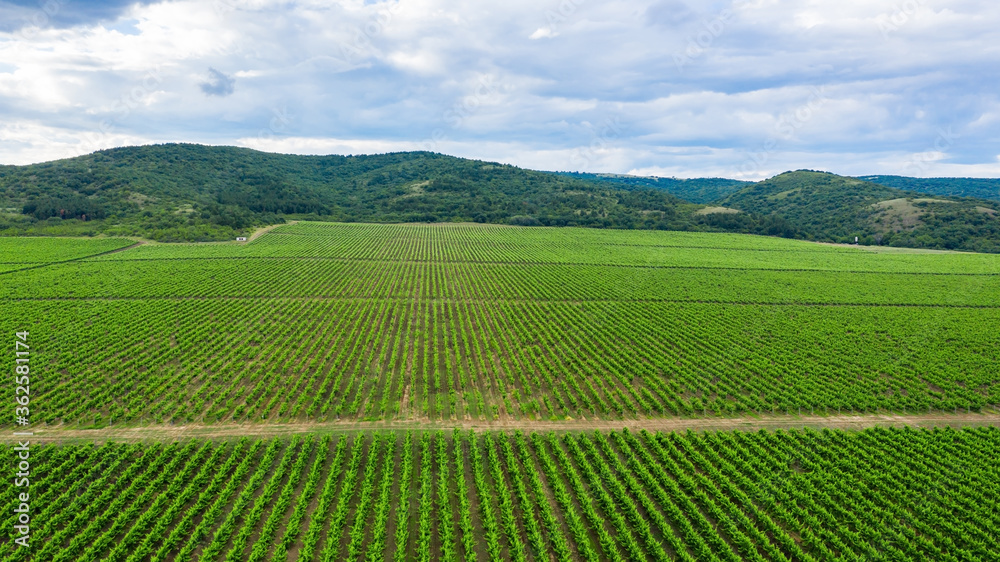 Aerial view of a vineyard.