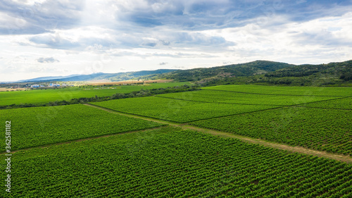 Aerial view of a vineyard.