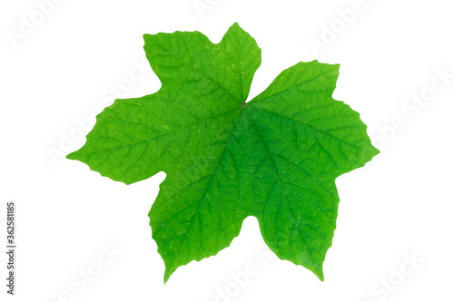 Green leaves isolated on a white background