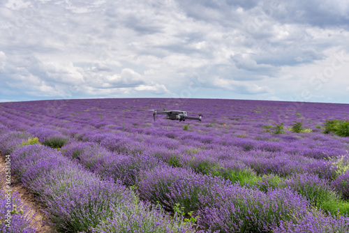 Drone flies over a lavender field at summer.