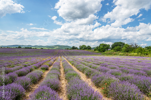 Lavender fields. Beautiful image of lavender field.