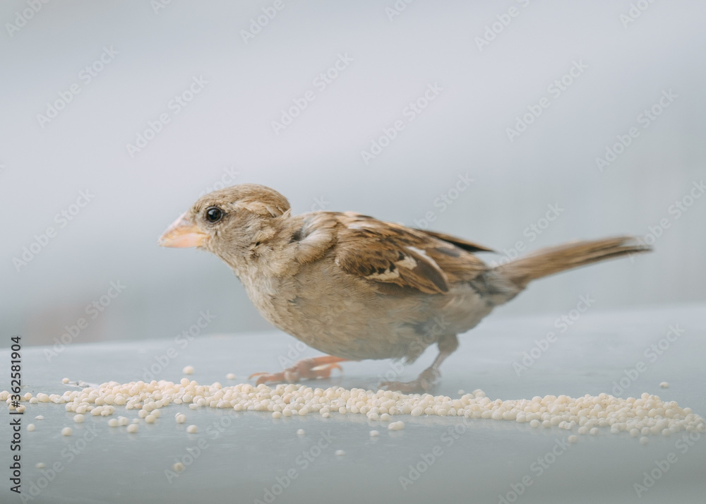 Closeup of a sparrow eating millet grains on a neutral background. Closeup of a sparrow eating millet grains on a neutral background.