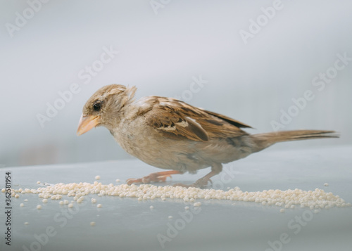 Closeup of a sparrow eating millet grains on a neutral background.