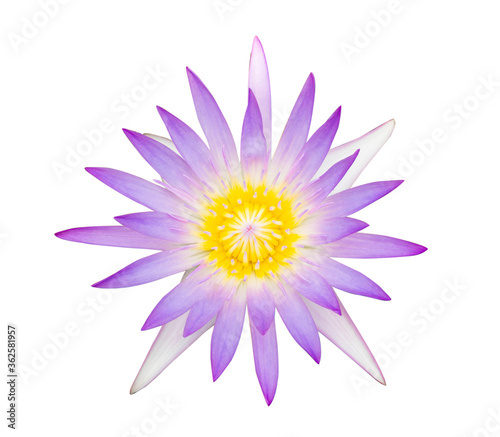 Closeup purple lotus flower plant isolated on white background