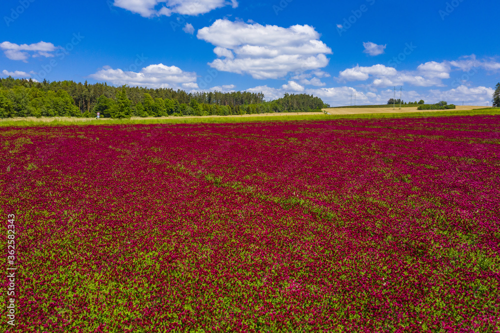 Crimson clover field