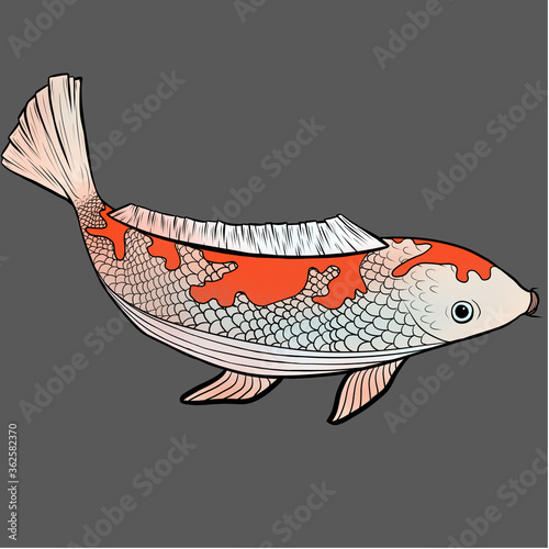 vector illustration of a carp koi on a gray background