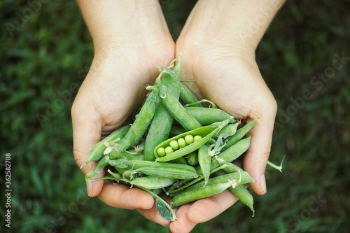 Freshly harvested green peas in hands. photo