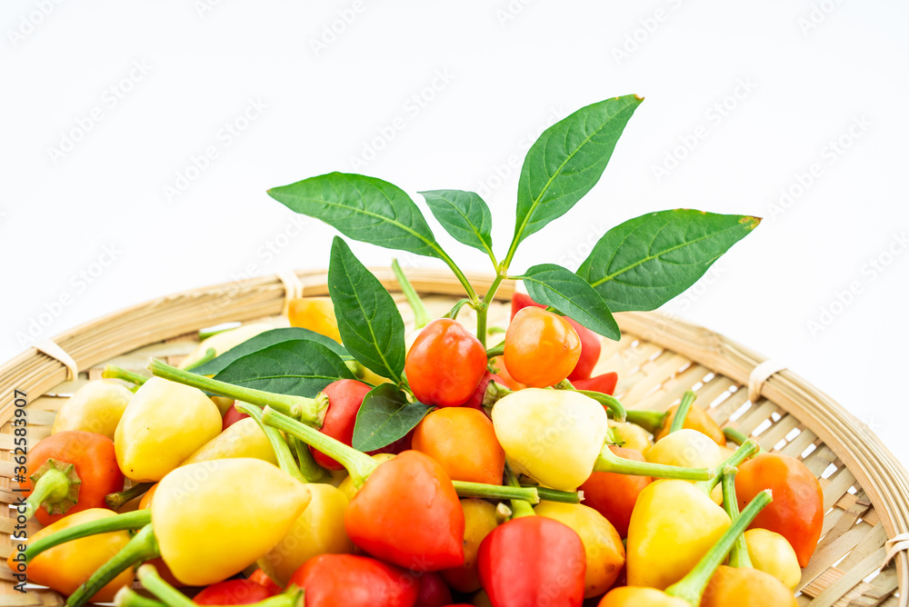 Fresh colorful peppers in a pot on white background