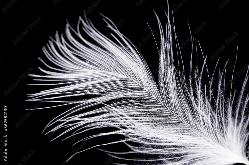 Obraz premium one white fluffy feather close-up against a black background.Macro mode.concept of eco-friendly material.