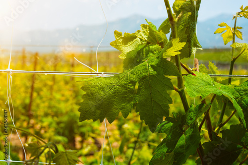 Photos Wineyard with grape rows. Crete island, Greece