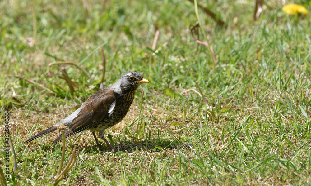 Fieldfare in search of worms in the field Fieldfare in search of worms in the field