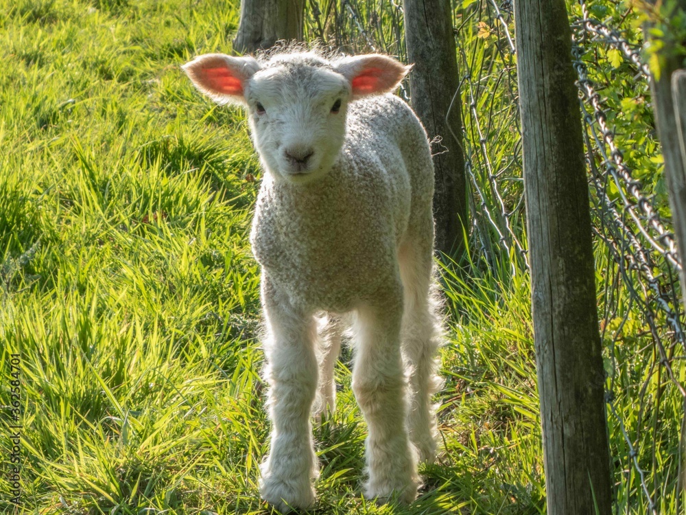 Obraz premium pretty lamb enjoying a beautiful spring day