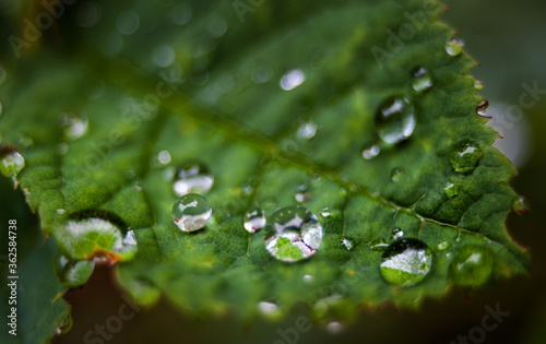 Dew drops close up on a green leaf