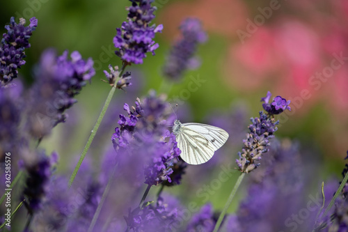 Lavendelblüte im Sommer, Kohlweißling bedient sich an süßen Pflanzensäften. © Werner