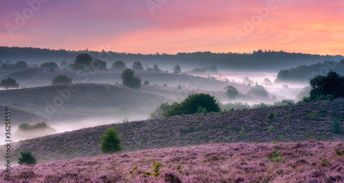 sunrise over the heather valley photo